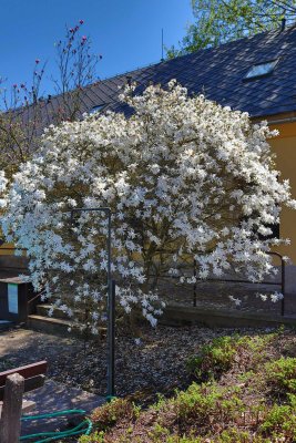 Magnolia stellata - šácholan hvězdovitý - celek